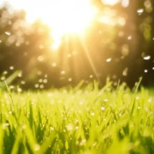 A-cute-3D-rendering-of-a-summer-scene-with-golden-light,-lush-greenery,-and-a-bright,-airy-feel.